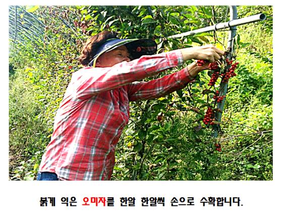 성암골농장 생오미자3.jpg