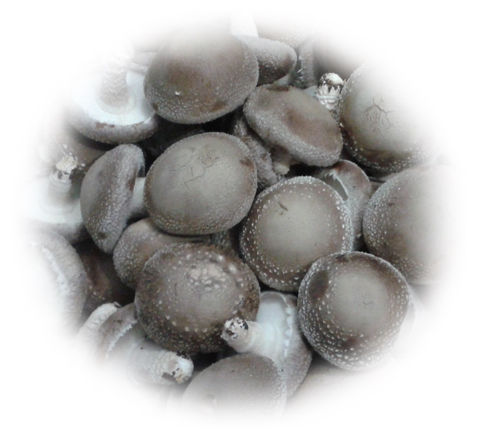 친환경인증 생표고버섯 제품사진
