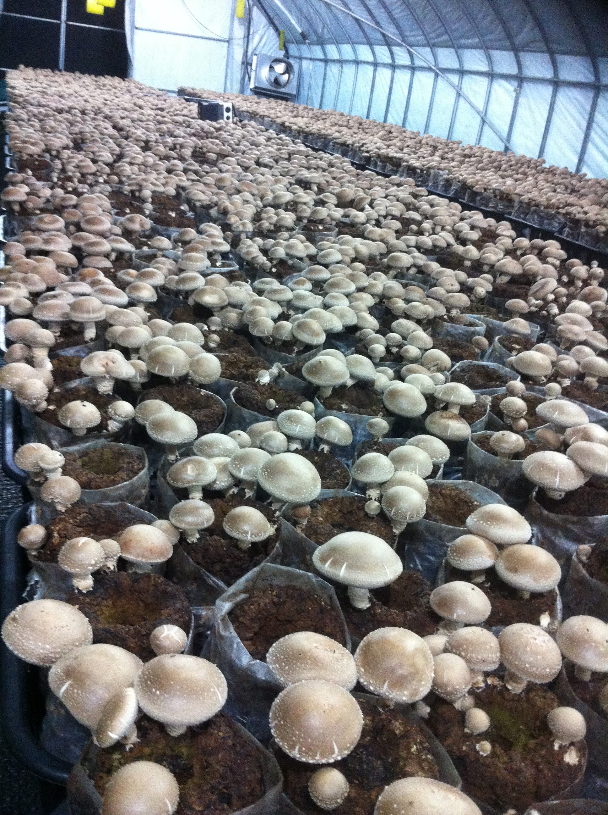 친환경인증 생표고버섯 작은이미지 2