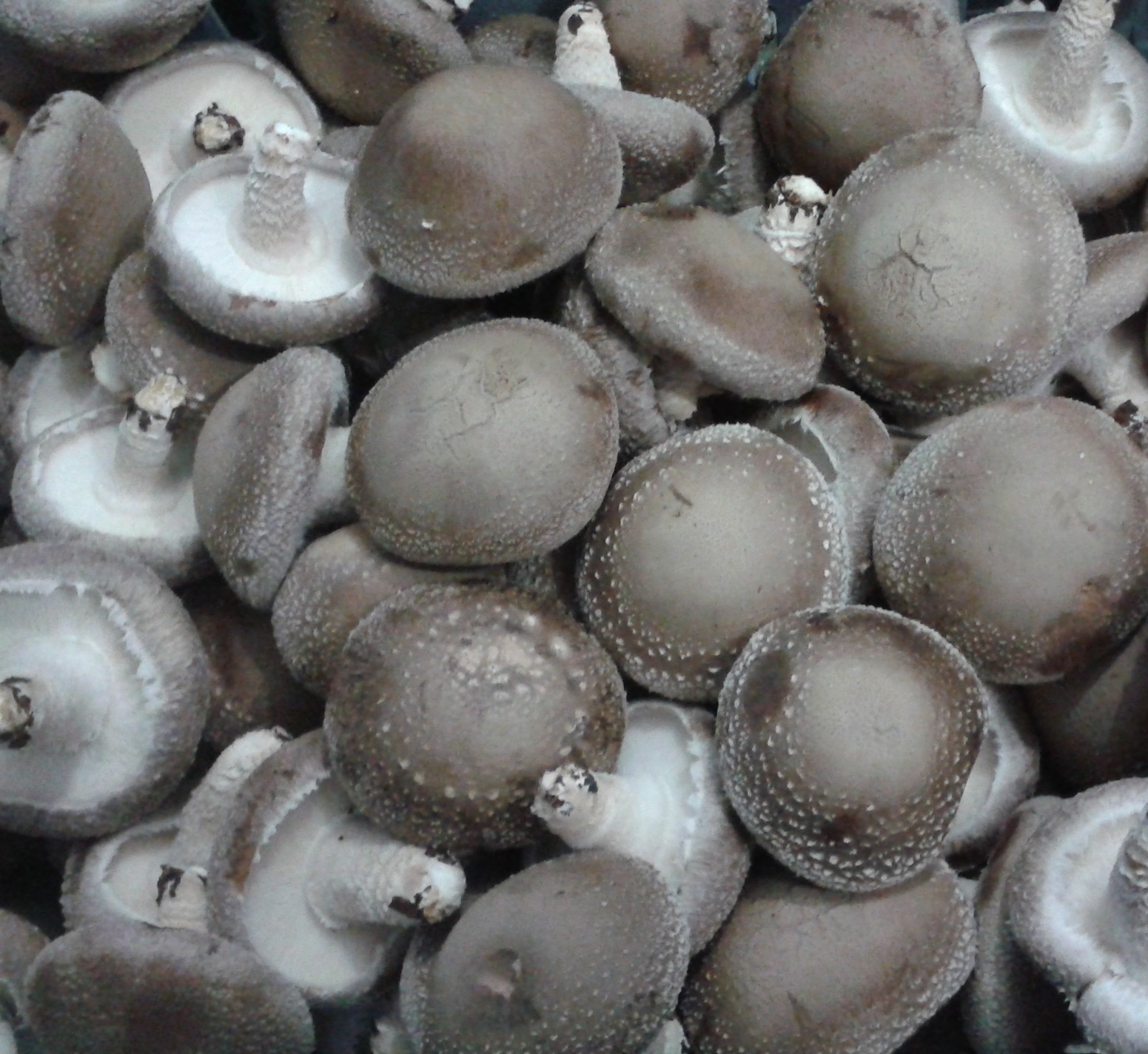 친환경인증 생표고버섯 제품사진