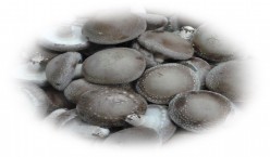 친환경인증 건조표고버섯