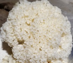 [유기농인증]건조 꽃송이버섯 